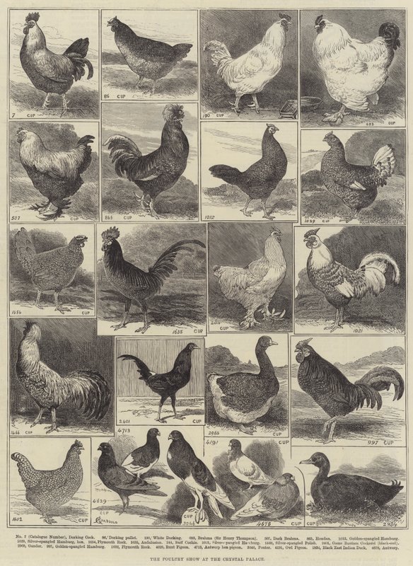 La exposición avícola en el Crystal Palace de Alfred Courbould