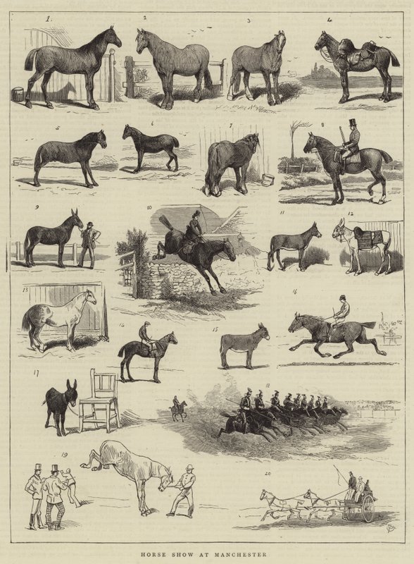 Exposición de Caballos en Manchester de Alfred Chantrey Corbould