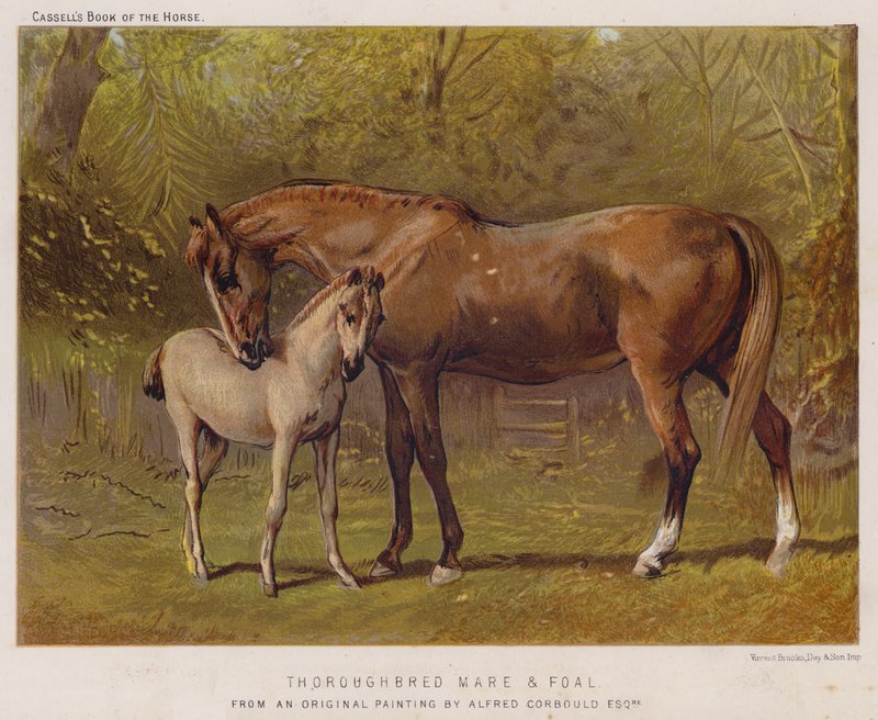Yegua pura sangre y potro de Alfred Chantrey Corbould