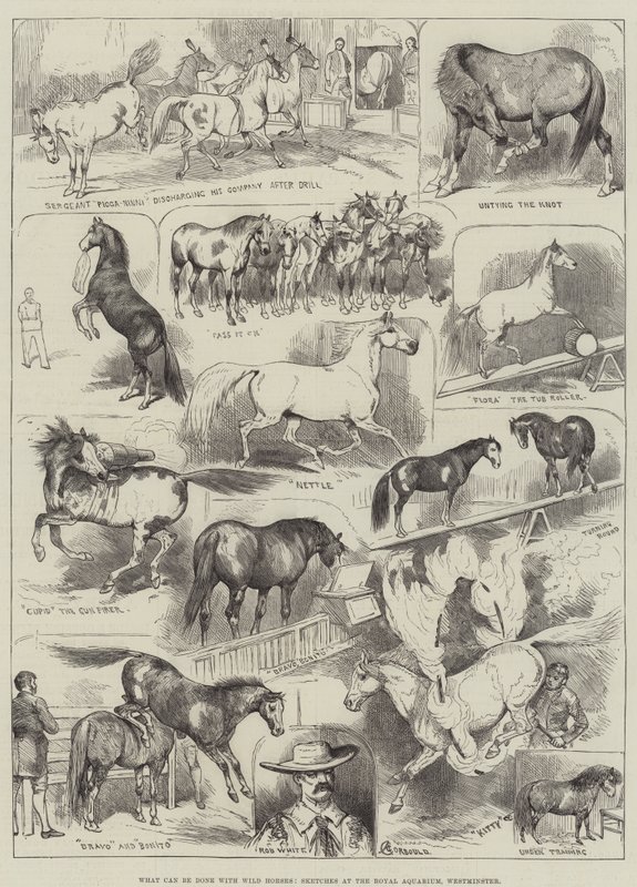 Qué se puede hacer con caballos salvajes, bocetos en el Royal Aquarium, Westminster de Alfred Courbould