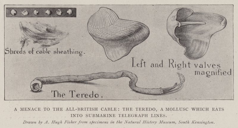 Una amenaza para el cable totalmente británico, el Teredo, un molusco que come líneas telegráficas submarinas de Alfred Hugh Fisher