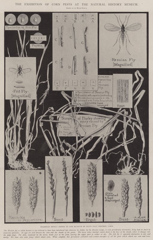La exposición de plagas del maíz en el Museo de Historia Natural de Alfred Hugh Fisher