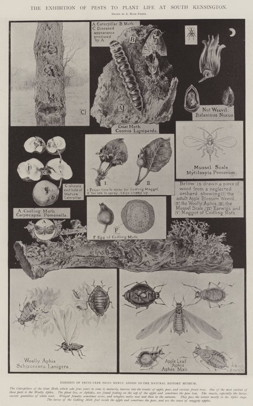 La exposición de plagas a la vida vegetal en South Kensington de Alfred Hugh Fisher