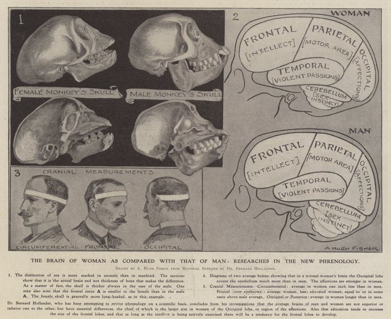 El cerebro de la mujer comparado con el del hombre: investigaciones en la nueva frenología de Alfred Hugh Fisher