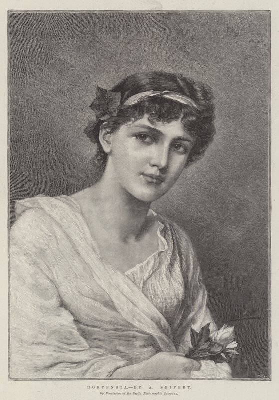 Hortensia de Alfred Seifert