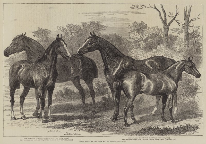 Caballos premiados en la exposición en el Salón Agrícola de Alfred Sheldon Williams