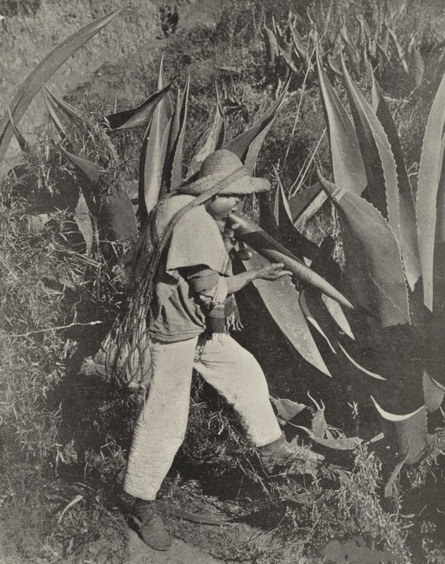 Recolector de Pulque Mexicano de American Photographer (after)