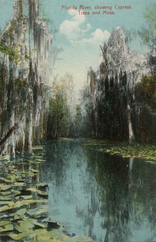 Río Florida, mostrando árboles de ciprés y musgo de American Photographer (after)
