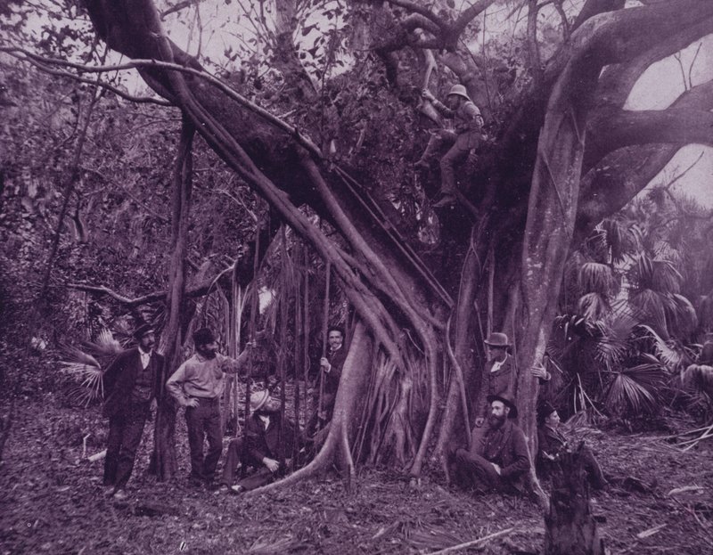 Árbol de caucho o banyan, en el río Banana, Florida de American Photographer (after)