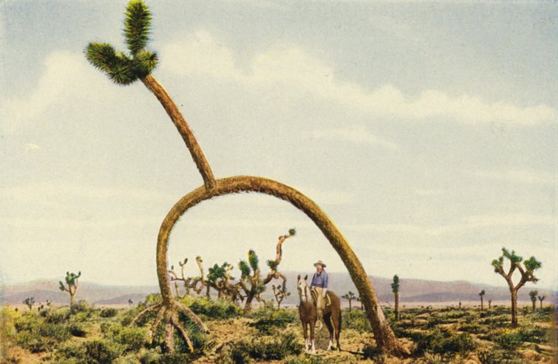 Un castus gigante en el desierto de Mojave (foto en color) de American Photographer