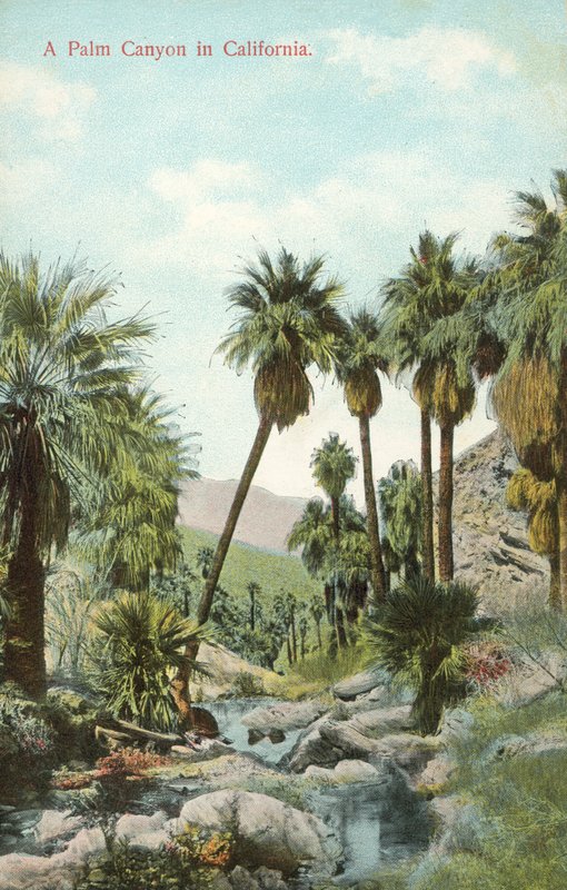 Un cañón de palmeras, California, EE.UU. (foto coloreada) de American Photographer