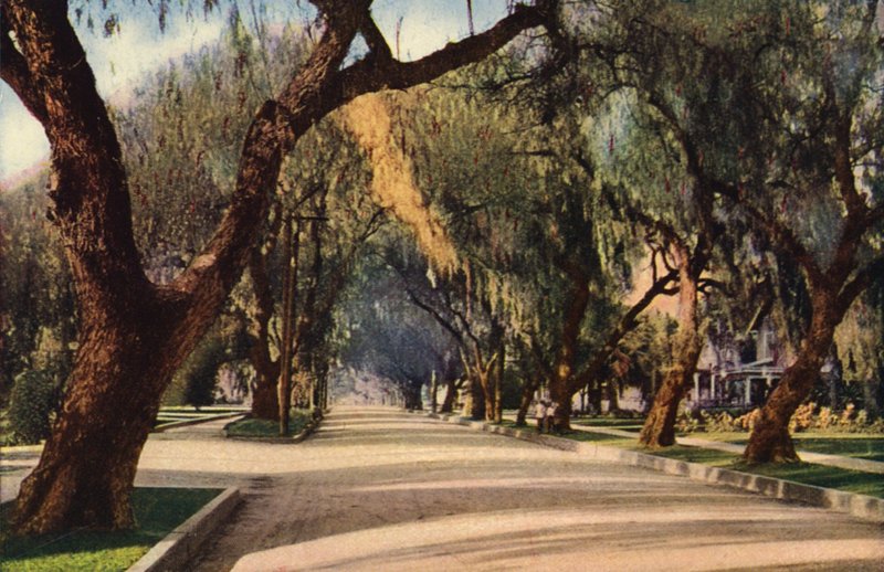 Avenida de los Pimenteros, Pasadena (foto en color) de American Photographer