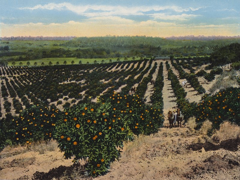 Naranjal cerca de Colfax, California (foto en color) de American Photographer