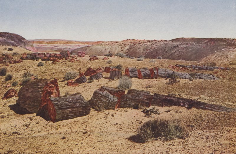 Bosque Petrificado, Arizona (foto coloreada) de American Photographer