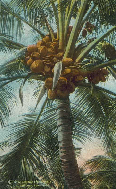 Porto Rico / Puerto Rico: Cocoanuts Growing in Porto Rico (foto en color) de American Photographer