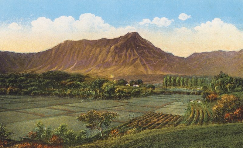 Campos de arroz, Oahu (foto en color) de American Photographer