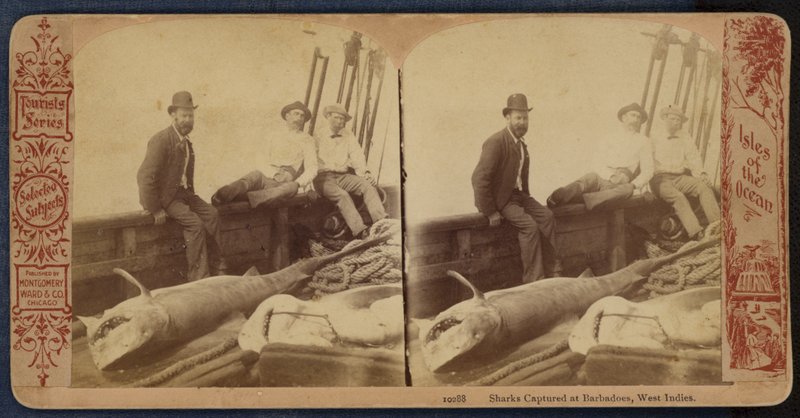 Tiburones capturados en Barbados, Indias Occidentales (foto b/n) de American Photographer