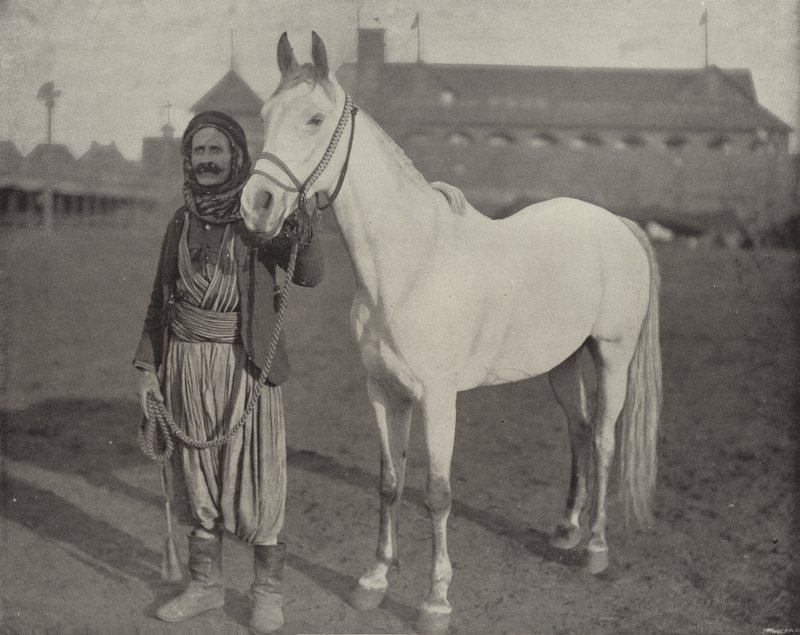 El caballo premiado de los beduinos de American Photographer