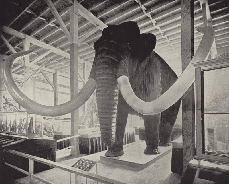 El gran mamut siberiano de American Photographer