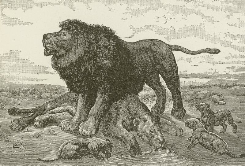 Un canto fúnebre en el desierto africano de American School