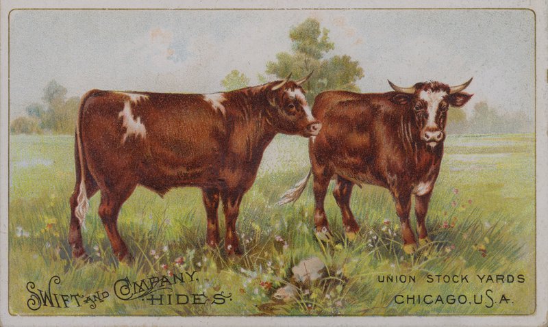 Tarjeta comercial americana que anuncia las pieles de animales de Swift and Company, Union Stock Yards, Chicago, Illinois (litografía en color) de American School