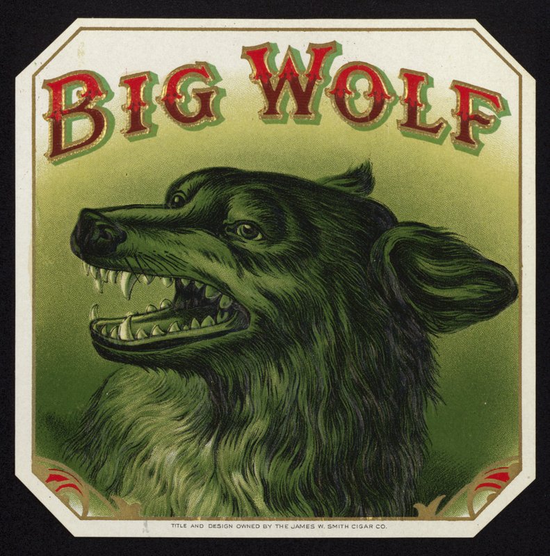 Lobo negro mostrando los dientes de American School