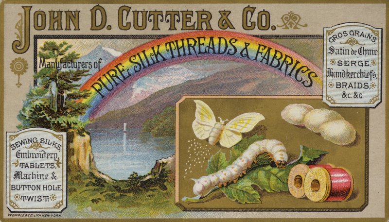 Mariposa y oruga de American School