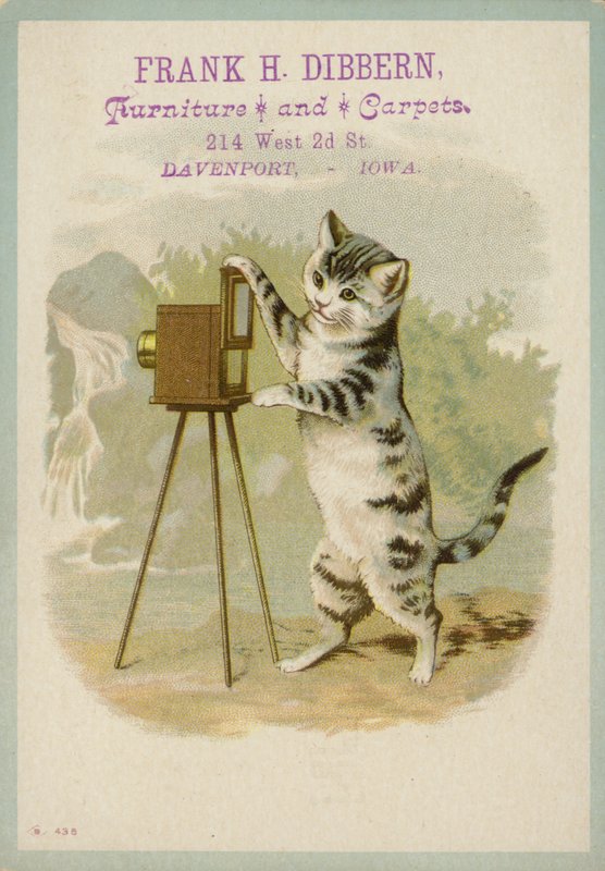 Gato tomando una fotografía de American School