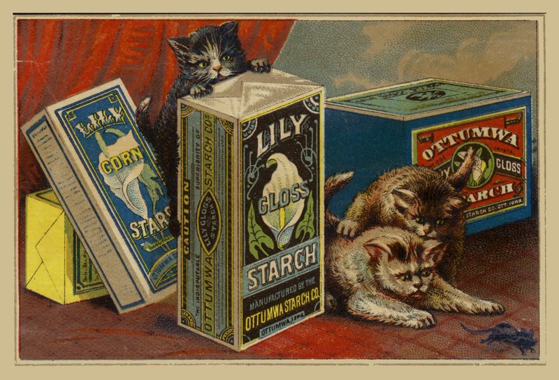 Gatos buscando ratón entre paquetes de almidón de American School