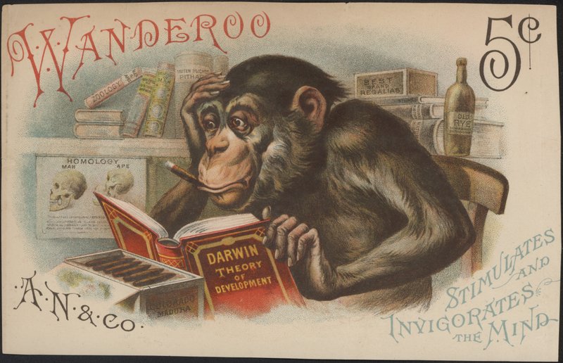 Charles Darwin, Teoría del Desarrollo (es decir, Evolución) de American School