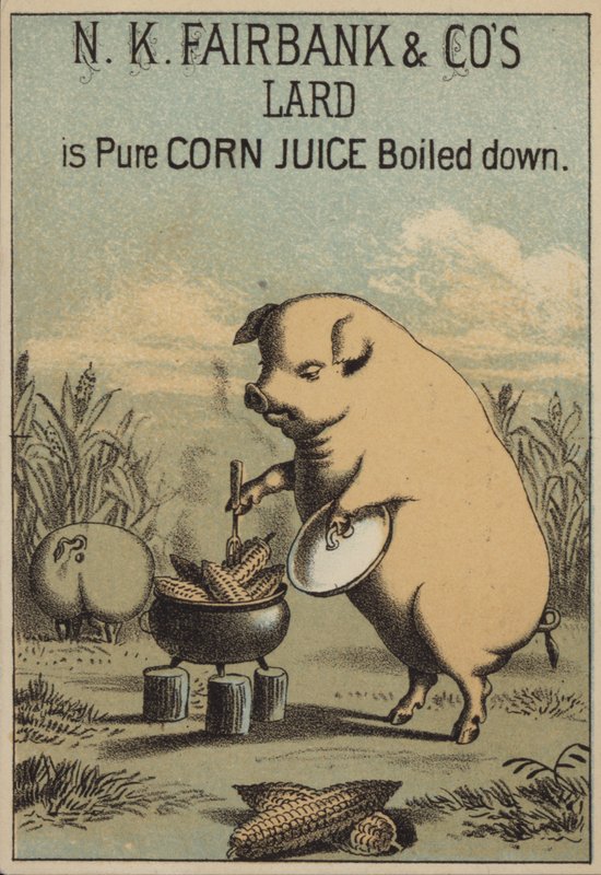 Cerdo cocinando maíz para hacer manteca de American School