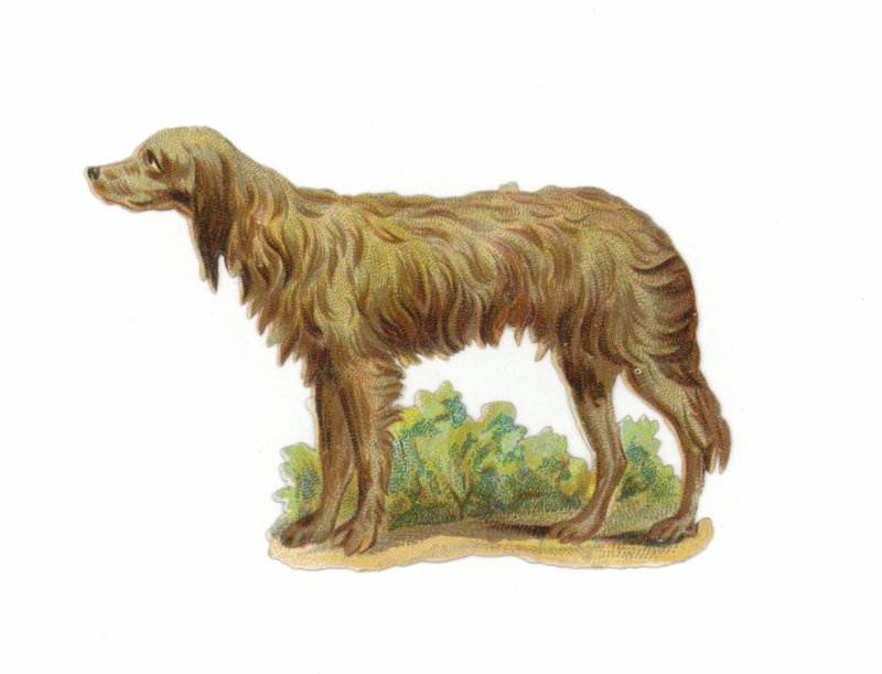 Perro lobo irlandés de American School