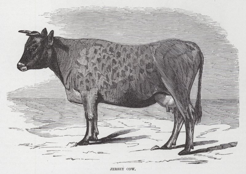 Vaca Jersey (grabado) de American School