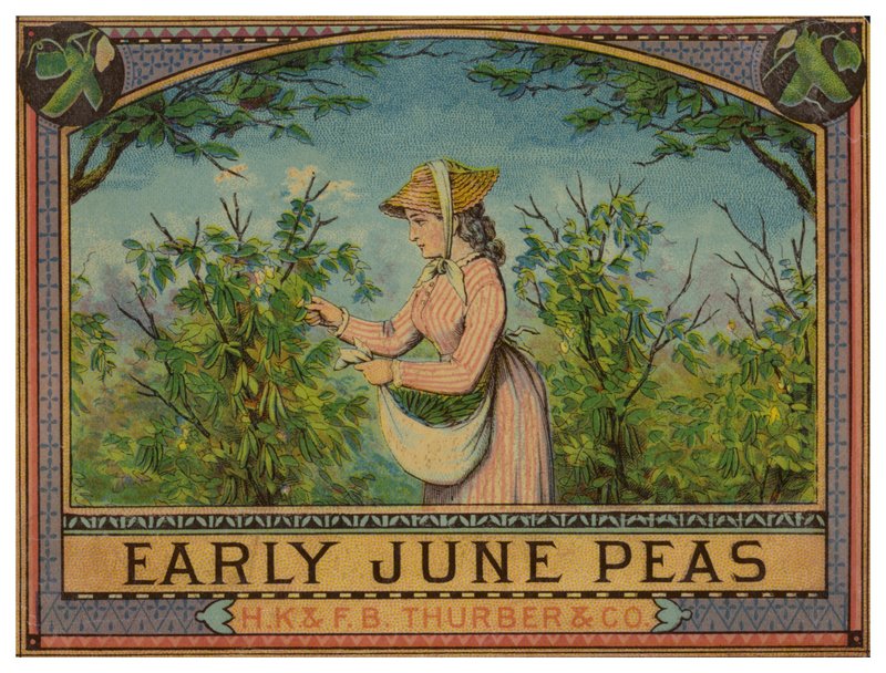 Dama recogiendo guisantes de junio temprano de American School
