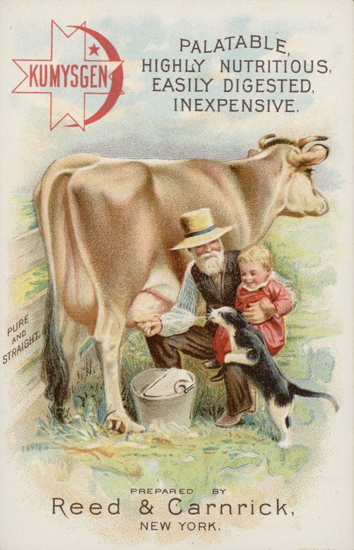 Anciano ordeñando vaca, con niño y gato de American School