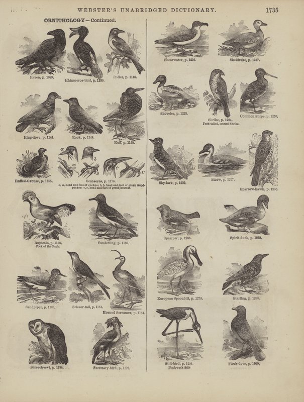 Página del Diccionario Completo de Webster (George Bell) de American School
