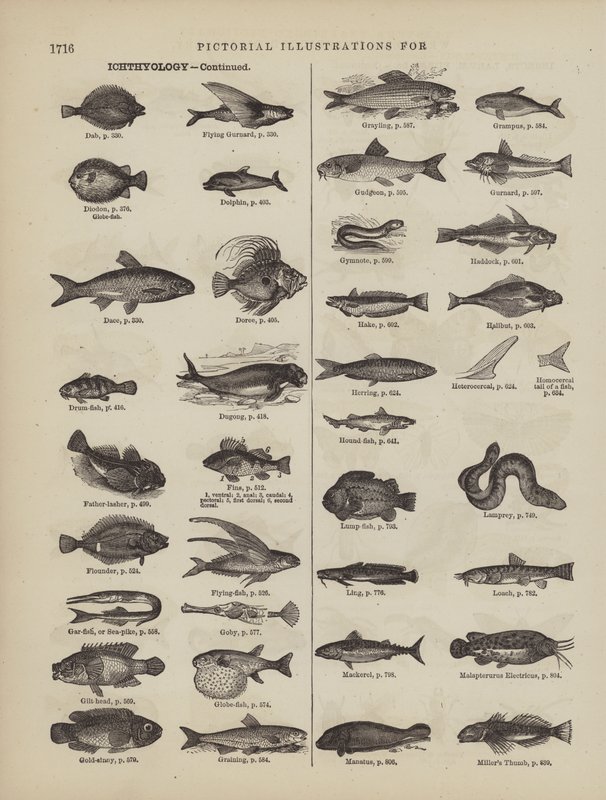 Página del Diccionario Completo de Webster (George Bell) de American School