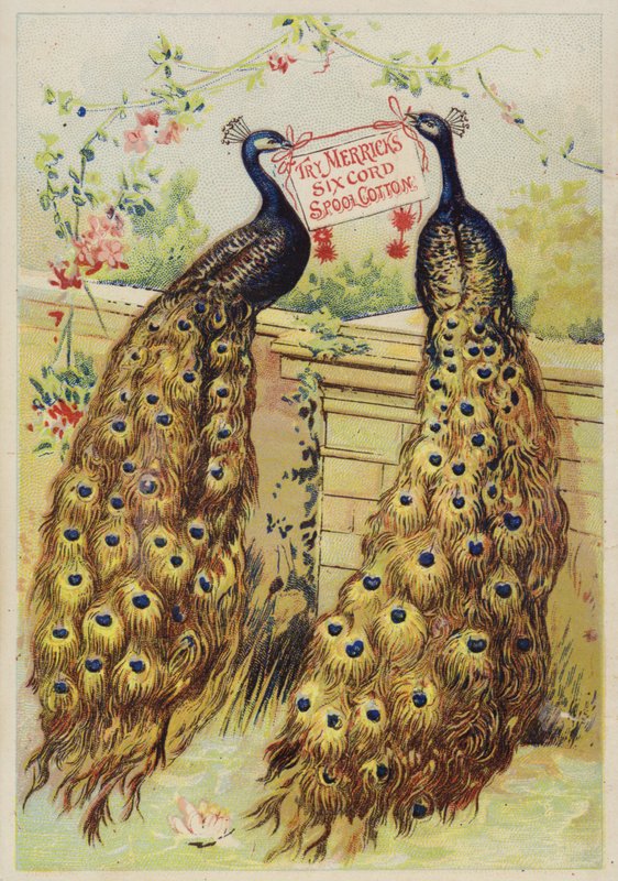 Pavos reales sentados en la pared de American School