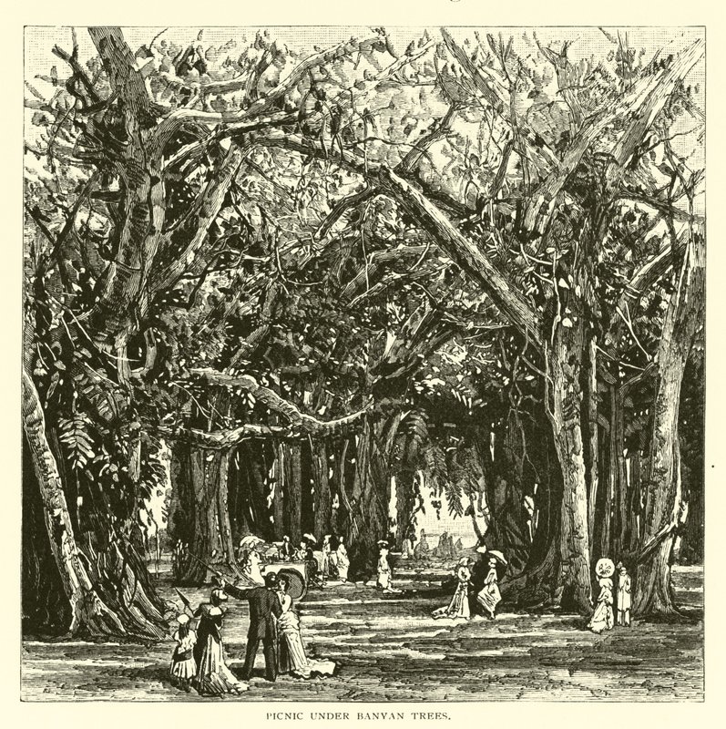 Picnic bajo árboles de banyan de American School