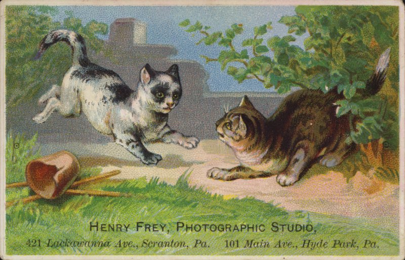 Gatitos juguetones de American School