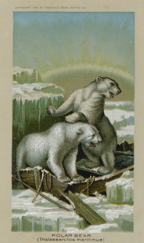 Oso polar, Thalassarctos Maritimus de American School