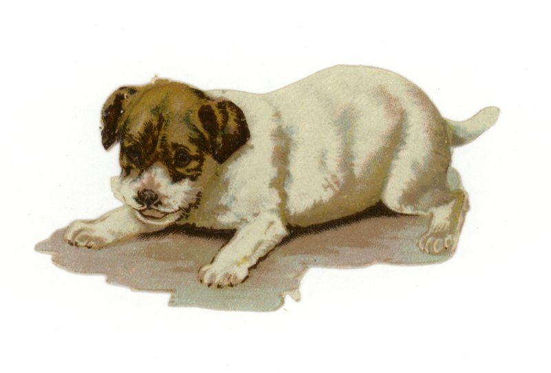 Cachorro jugando de American School