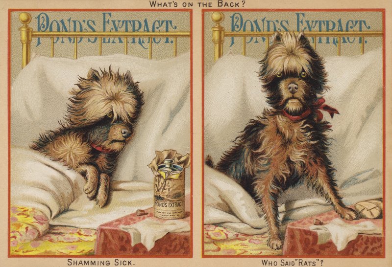 Perro enfermo en la cama de American School