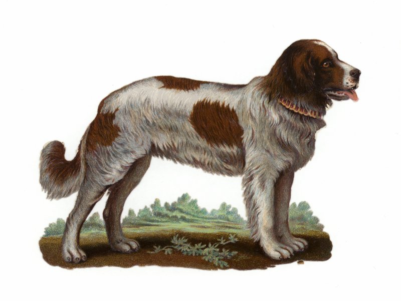 Perro San Bernardo de American School