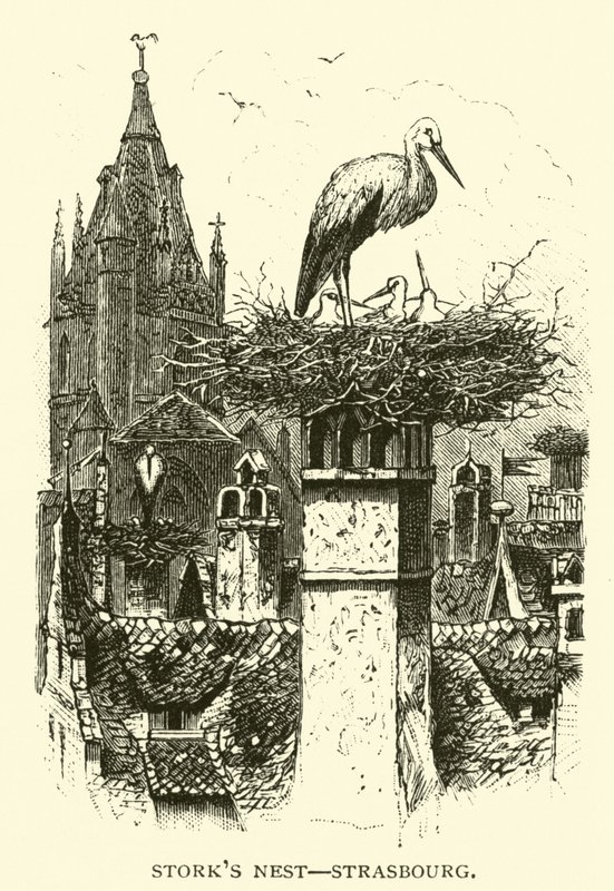 Nido de cigüeñas, Estrasburgo de American School