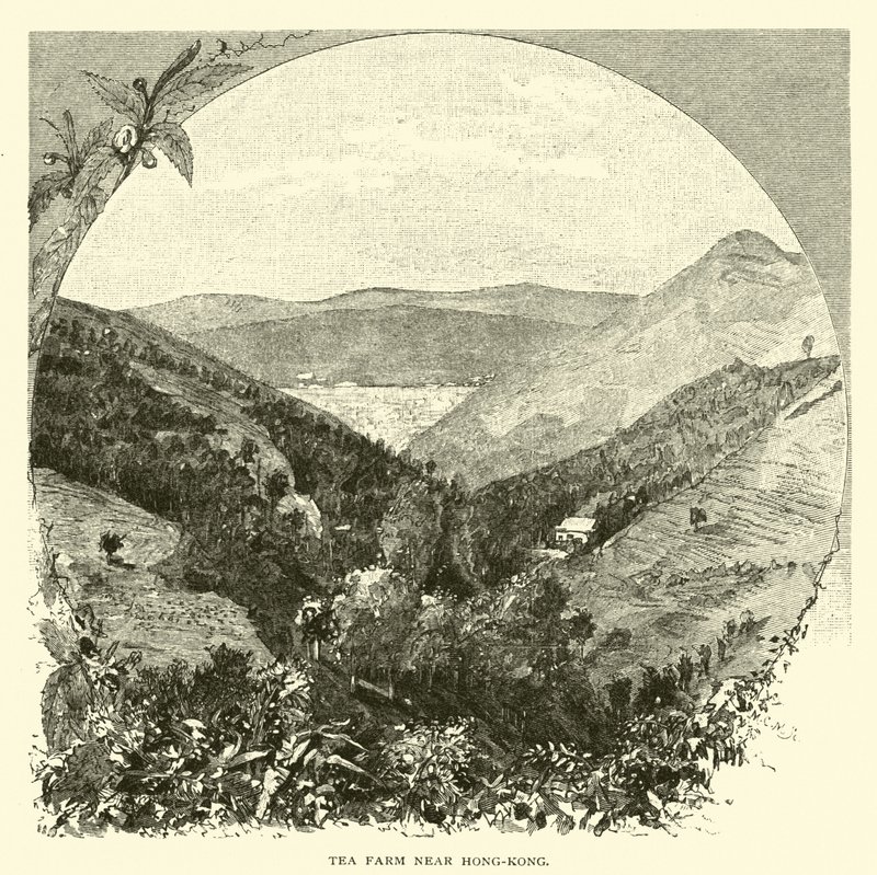 Granja de té cerca de Hong Kong de American School