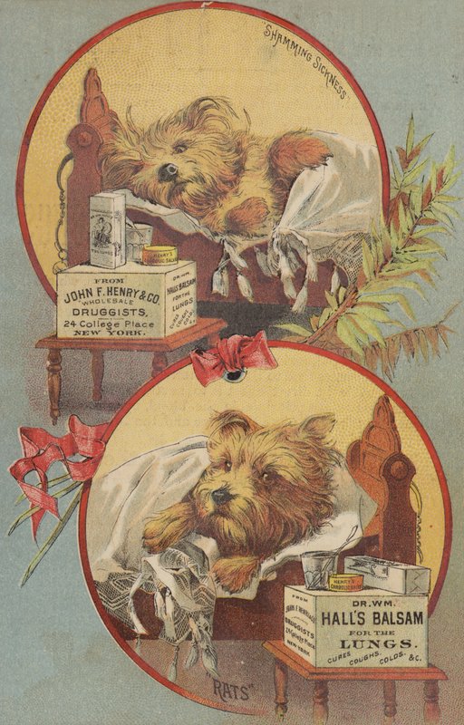 Perro terrier en la cama de American School