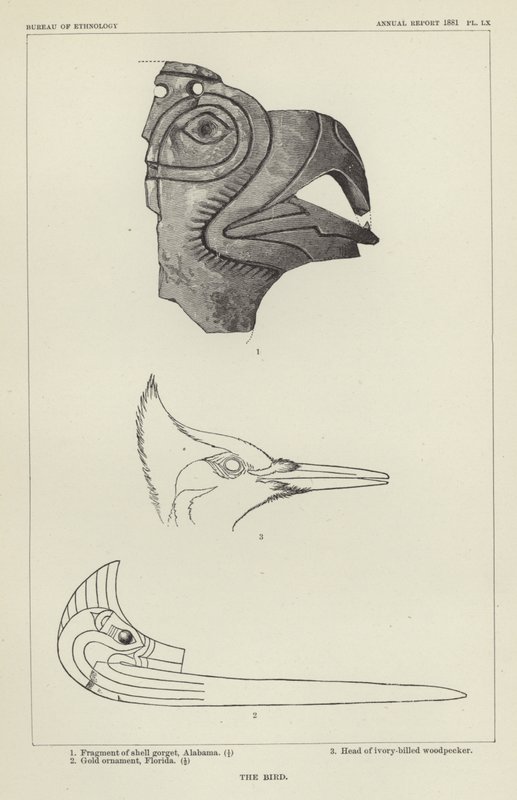 El pájaro de American School