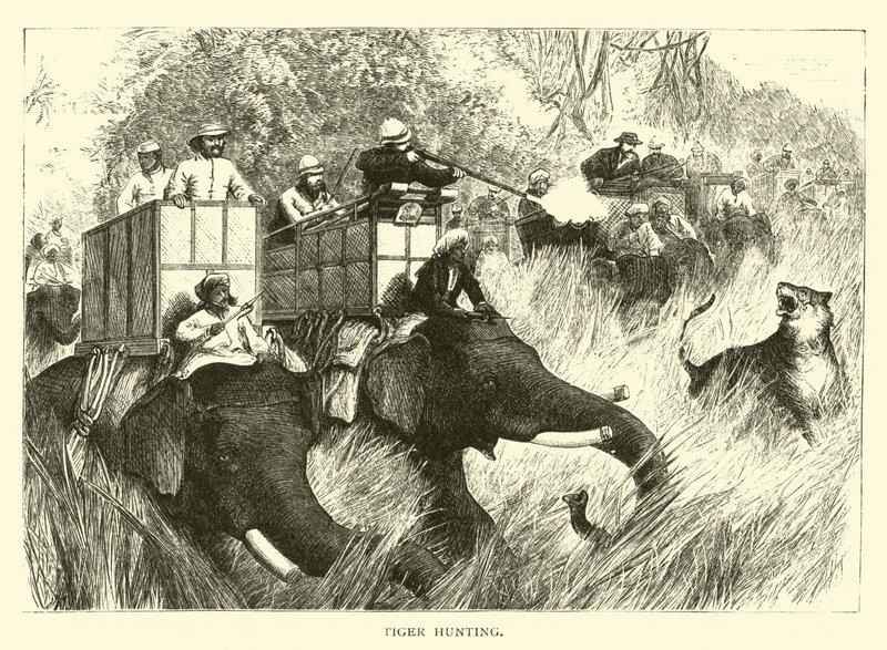 Caza de tigres de American School