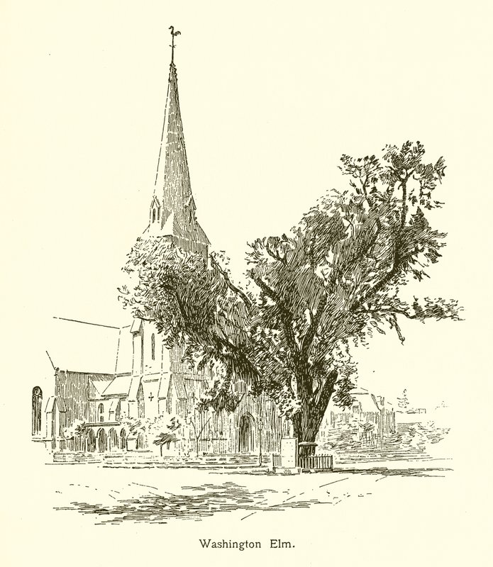 Olmo de Washington, Cambridge de American School